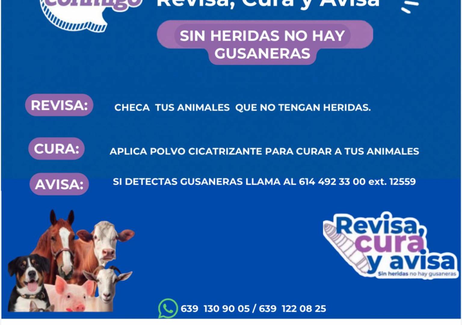 Pide IDEA reforzar vigilancia en Delicias y la región para prevenir casos de gusano barrenador