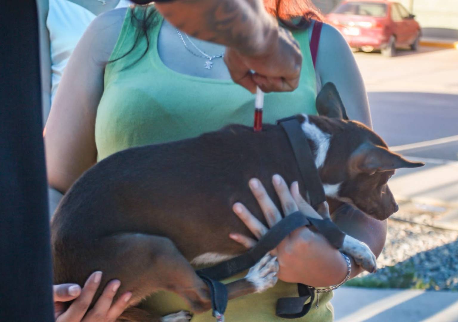 Exitosa jornada de vacunación antirrábica protege a más de 220 mascotas en la colonia Revolución