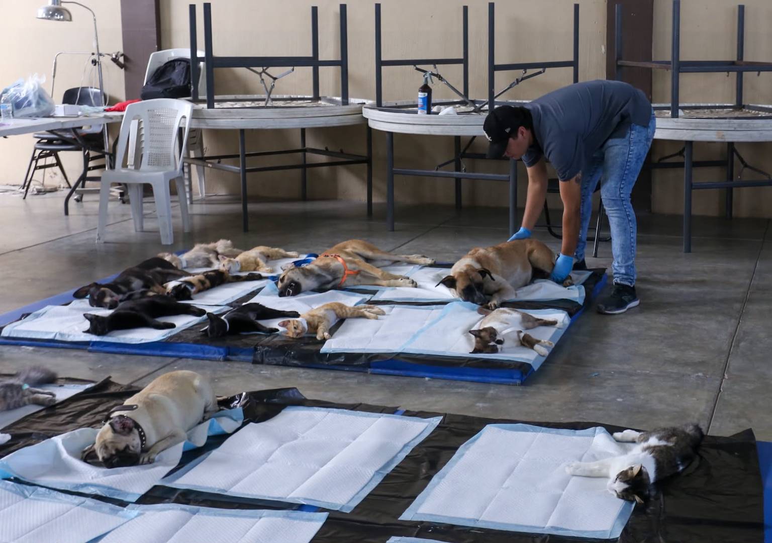 Atiende Gobierno Municipal Delicias a cerca de 100 perros y gatos con campaña gratuita de esterilización